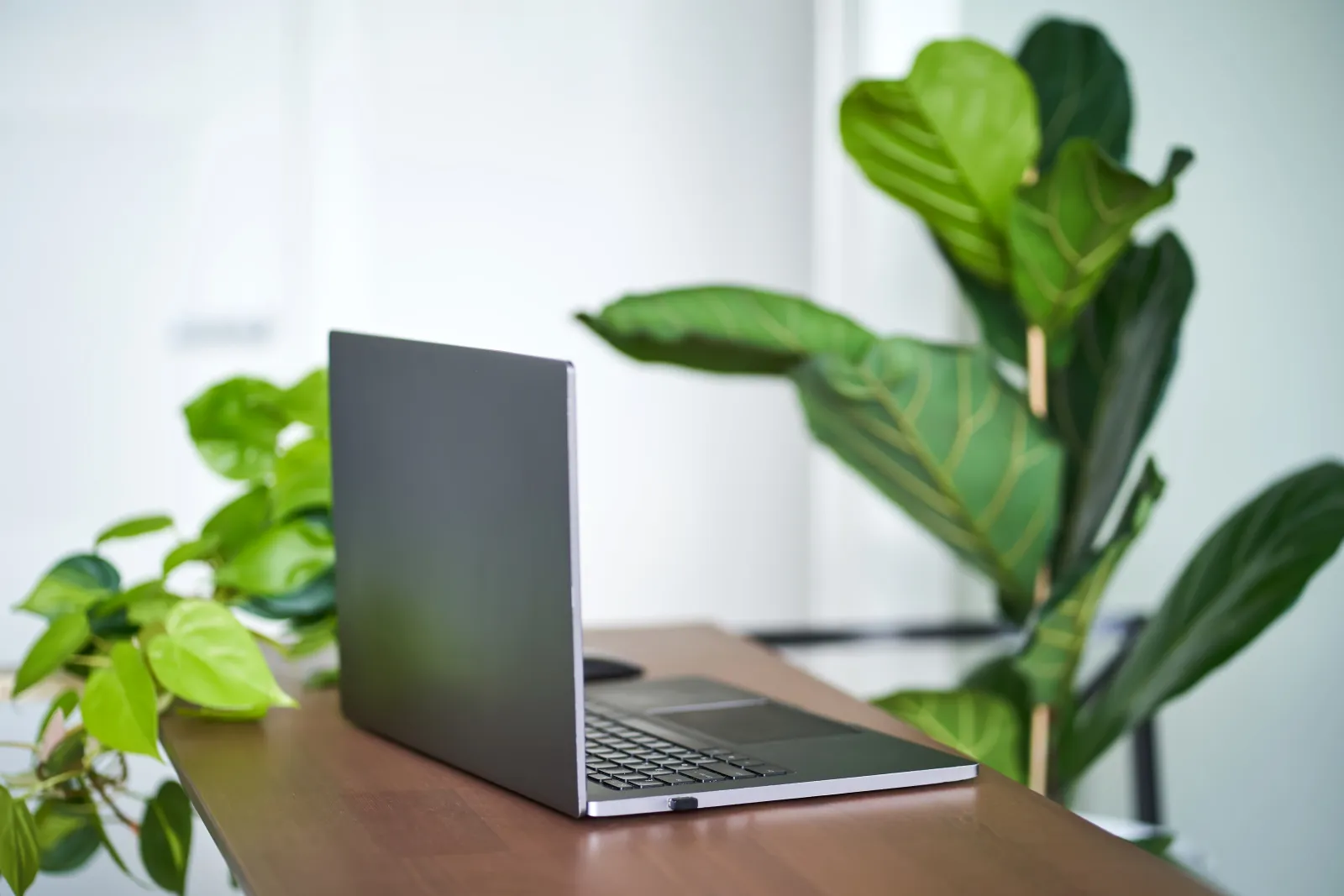 Un ordinateur portable entouré de plantes vertes sur un bureau en bois